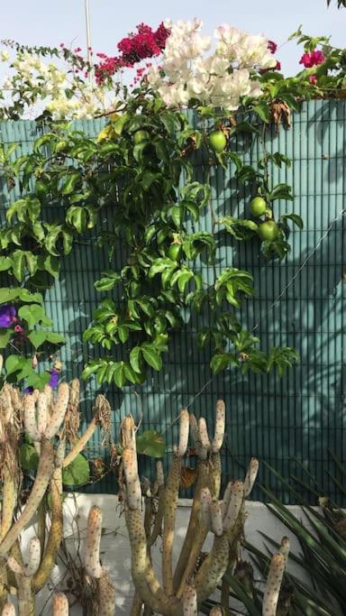 Tres Beau Bungalow,jardin Tropical, Renovation Ete 2020