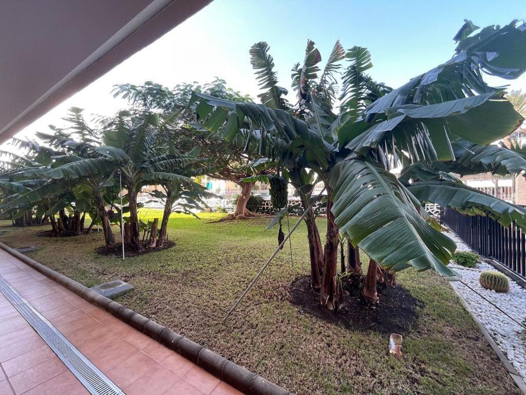 Apartment Seaview Cactus Playa del Ingles (Gran Canaria)