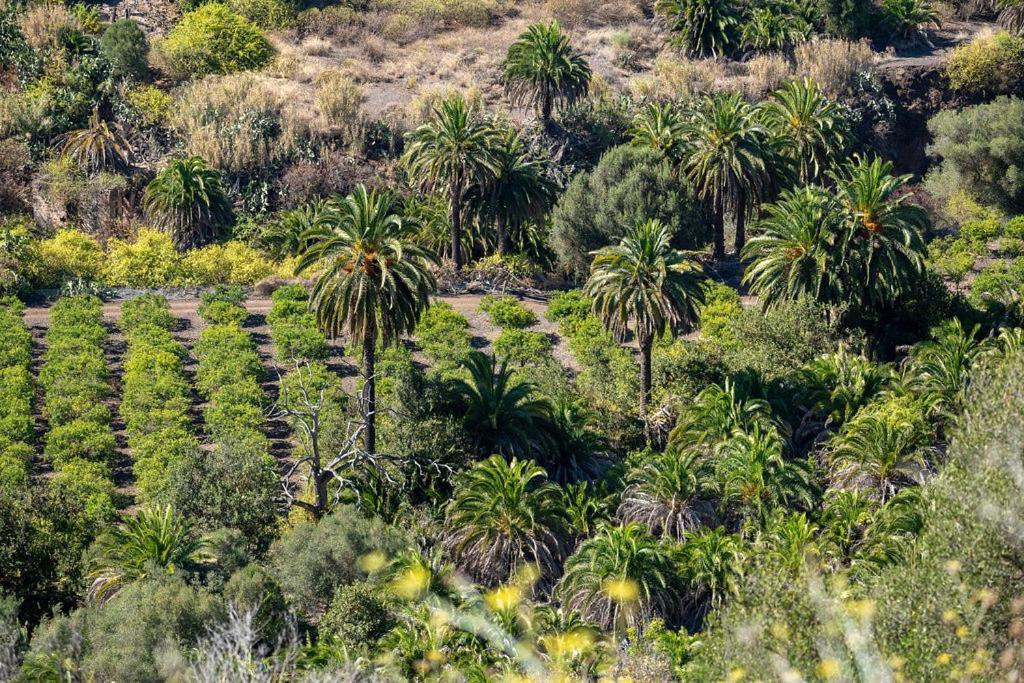 Seaview Cactus Playa del Ingles (Gran Canaria)