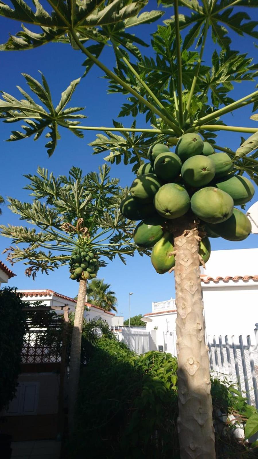 Tirma Playa del Inglés