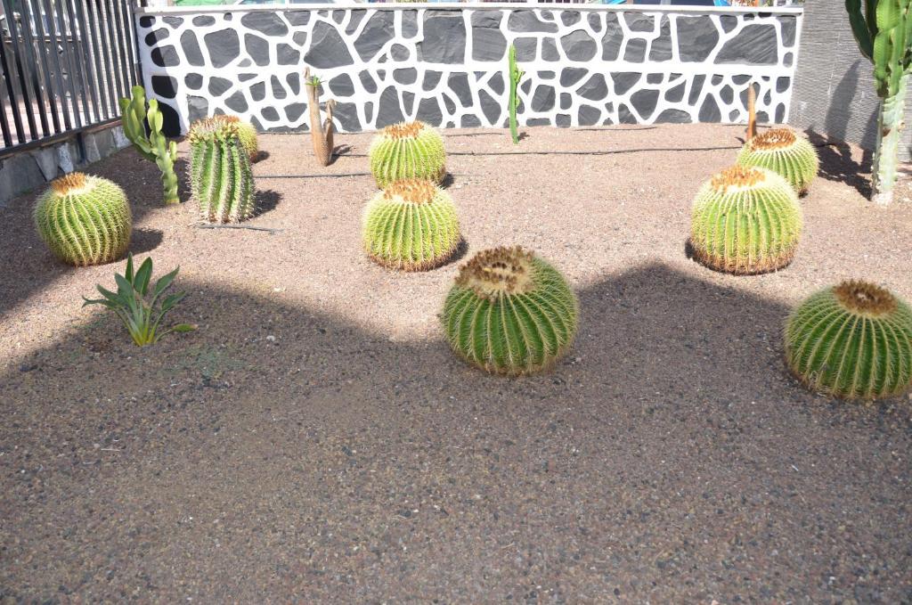 Apartment Cactus Playa del Ingles (Gran Canaria)