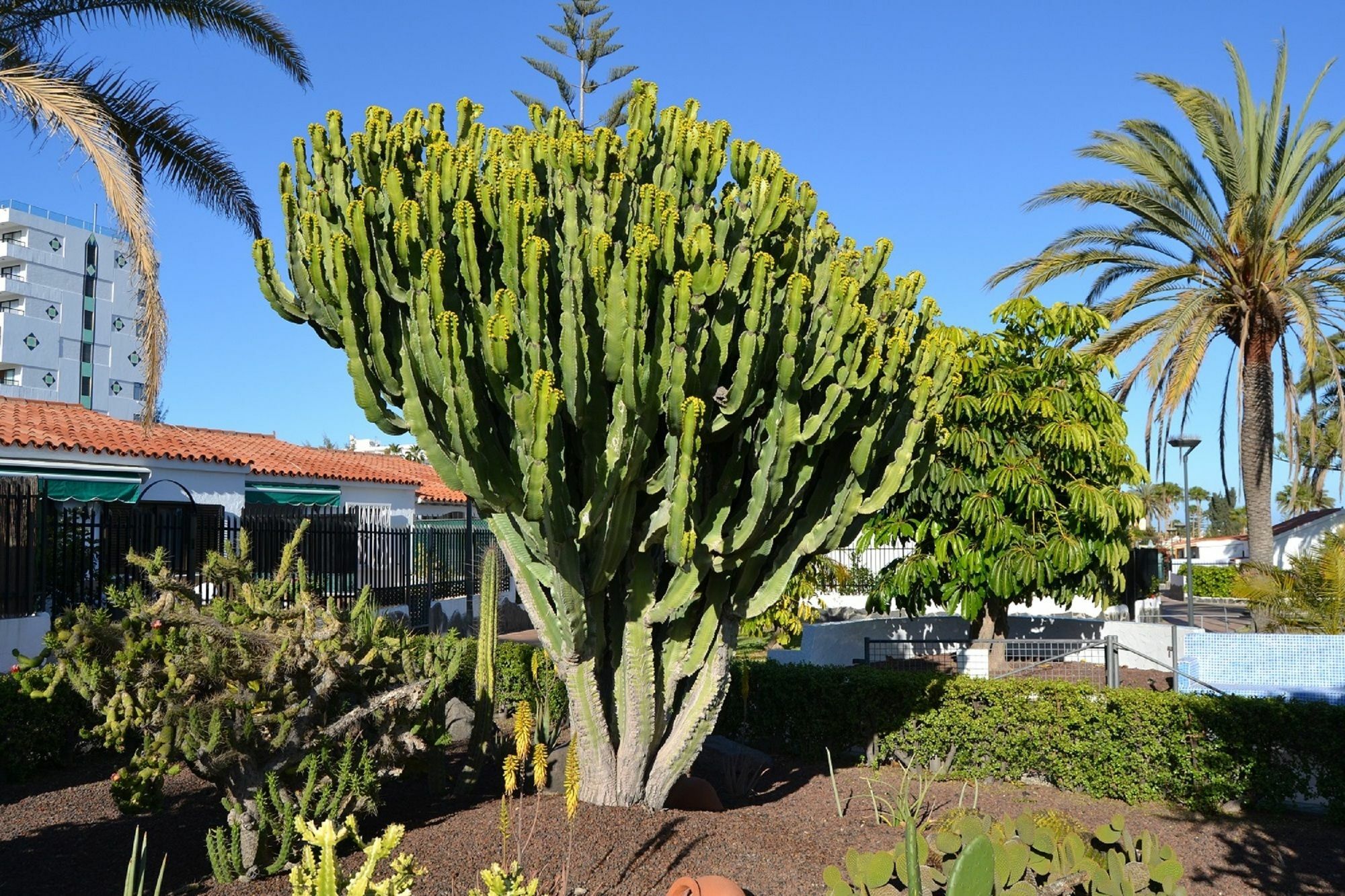Plaing01 * Playa del Ingles (Gran Canaria)