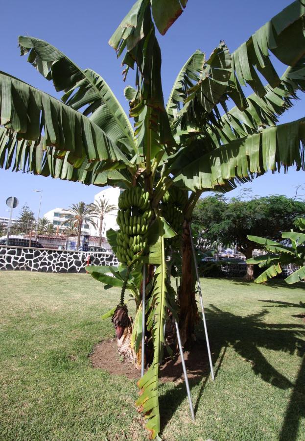 Fantastic With Sea Views * Playa del Ingles (Gran Canaria)