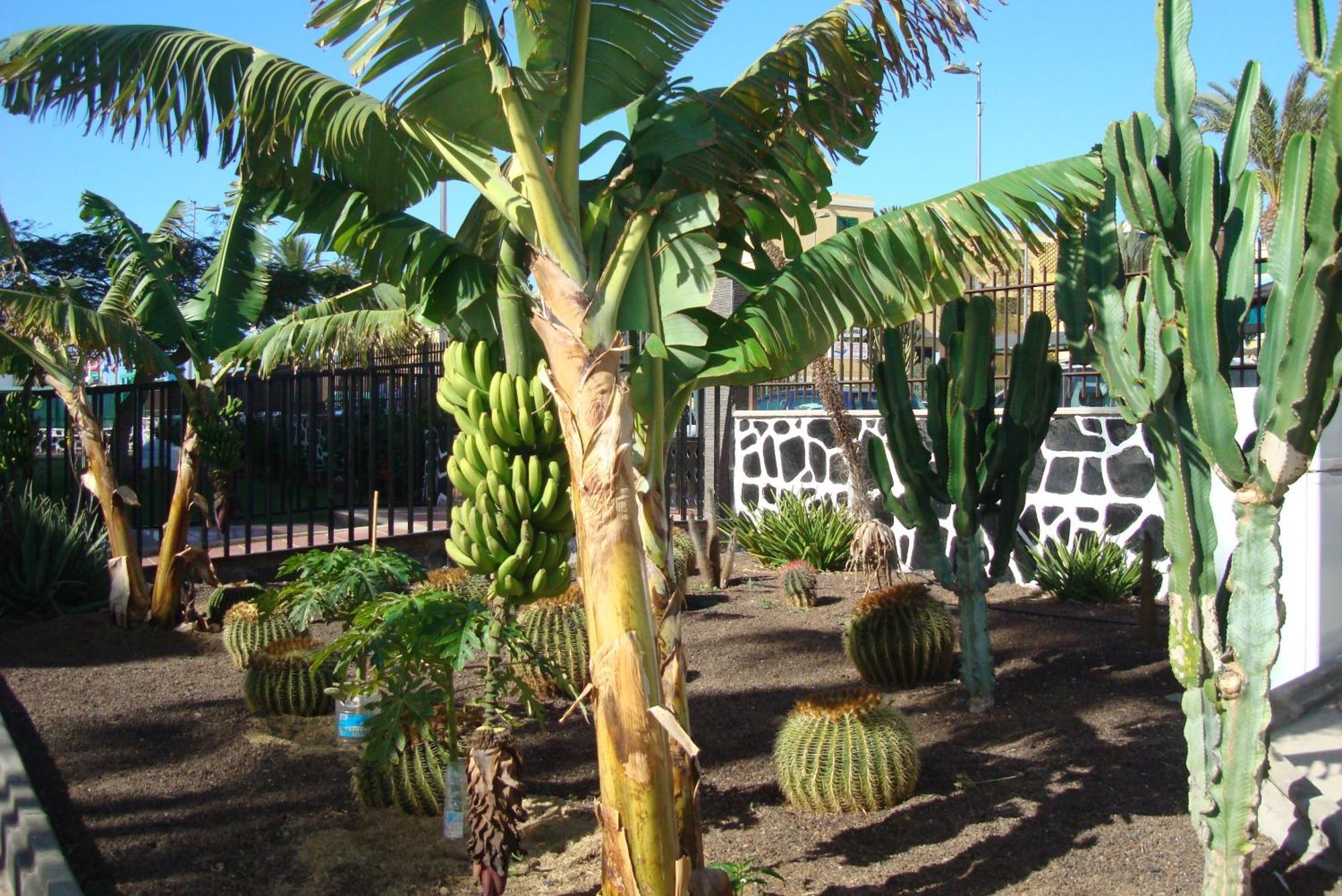 Huoneisto Cactus