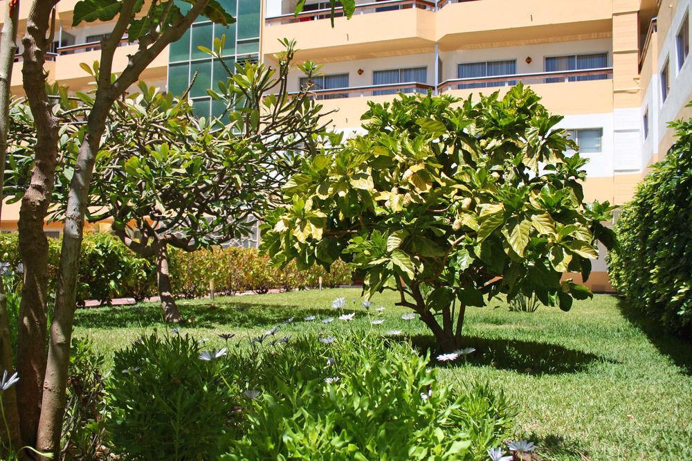 Camelias * Playa del Inglés
